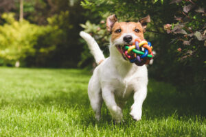 7 Amazing Benefits of CBD That Will Help Your Dog Feel Like a Puppy Again